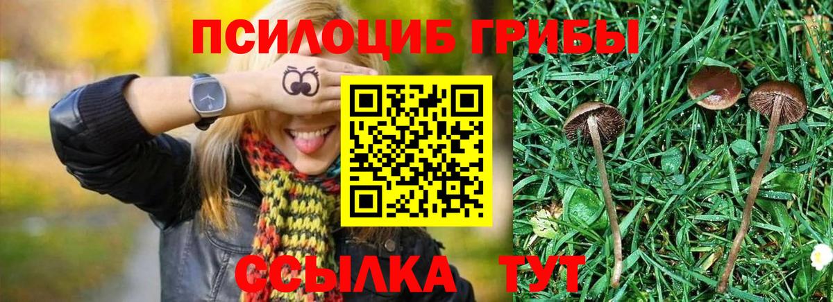 Сокол  Галлюциногенные грибы Cubensis  Вход с VPN 
